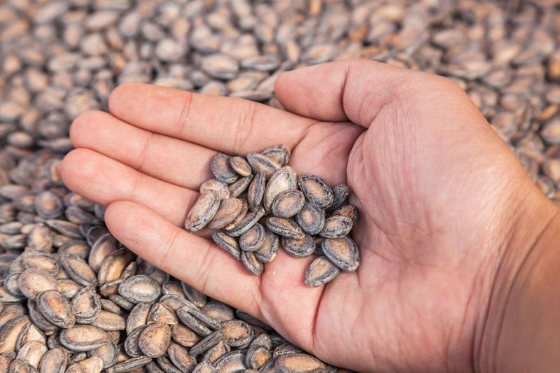 Tuy là món ăn quen thuộc nhưng vẫn có nhiều người thắc mắc hạt dưa làm từ quả gì?